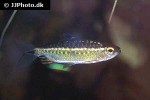 arnoldichthys spilopterus arnoldichthys spilopterus