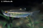 arnoldichthys spilopterus arnoldichthys spilopterus