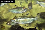 arnoldichthys spilopterus arnoldichthys spilopterus