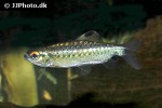 arnoldichthys spilopterus arnoldichthys spilopterus