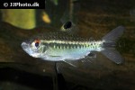 arnoldichthys spilopterus arnoldichthys spilopterus