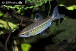 arnoldichthys spilopterus arnoldichthys spilopterus