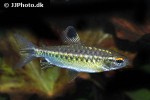 arnoldichthys spilopterus arnoldichthys spilopterus
