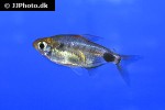 bathyaethiops breuseghemi bathyaethiops breuseghemi