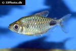bathyaethiops breuseghemi bathyaethiops breuseghemi