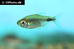 bathyaethiops caudomaculatus bathyaethiops caudomaculatus