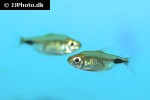 bathyaethiops caudomaculatus bathyaethiops caudomaculatus