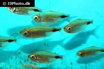 bathyaethiops caudomaculatus bathyaethiops caudomaculatus