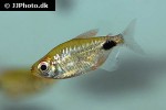 bathyaethiops caudomaculatus bathyaethiops caudomaculatus
