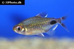 bathyaethiops caudomaculatus bathyaethiops caudomaculatus