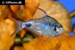bathyaethiops greeni bathyaethiops greeni