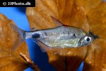 bathyaethiops greeni bathyaethiops greeni