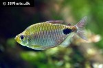 brachypetersius altus brachypetersius altus