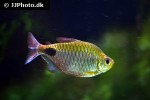 brachypetersius altus brachypetersius altus