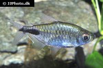 brachypetersius pseudonummifer brachypetersius pseudonummifer