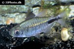 brachypetersius pseudonummifer brachypetersius pseudonummifer