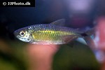 brycinus affinis brycinus affinis