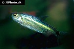 brycinus affinis brycinus affinis
