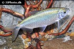 brycinus imberi brycinus imberi