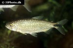 brycinus imberi brycinus imberi