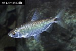 brycinus imberi brycinus imberi