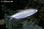 brycinus imberi brycinus imberi