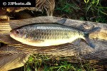 brycinus macrolepidotus brycinus macrolepidotus