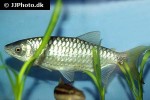 brycinus nurse brycinus nurse