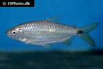 brycinus rhodopleura brycinus rhodopleura
