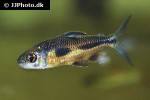 bryconaethiops boulengeri bryconaethiops boulengeri