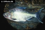 bryconaethiops microstoma bryconaethiops microstoma