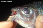 bryconaethiops microstoma bryconaethiops microstoma