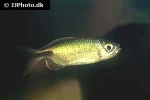 bryconalestes longipinnis bryconalestes longipinnis