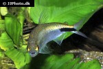 bryconalestes longipinnis bryconalestes longipinnis