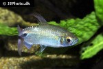 bryconalestes longipinnis bryconalestes longipinnis