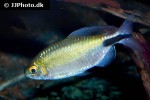 bryconalestes longipinnis bryconalestes longipinnis