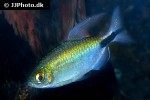 bryconalestes longipinnis bryconalestes longipinnis