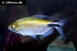 bryconalestes longipinnis bryconalestes longipinnis