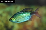 bryconalestes longipinnis bryconalestes longipinnis