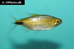 bryconalestes longipinnis bryconalestes longipinnis