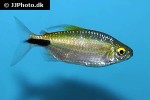 bryconalestes longipinnis bryconalestes longipinnis