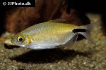 bryconalestes longipinnis bryconalestes longipinnis