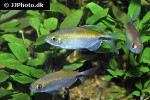 bryconalestes longipinnis bryconalestes longipinnis