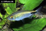 bryconalestes longipinnis bryconalestes longipinnis