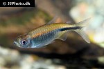 hemigrammopetersius pulcher hemigrammopetersius pulcher