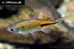 hemigrammopetersius pulcher hemigrammopetersius pulcher