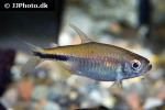hemigrammopetersius pulcher hemigrammopetersius pulcher
