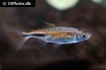 hemigrammopetersius pulcher hemigrammopetersius pulcher