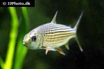 hydrocynus goliath hydrocynus goliath