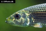 hydrocynus goliath hydrocynus goliath